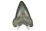 Serrated, Fossil Megalodon Tooth - South Carolina #170405-2